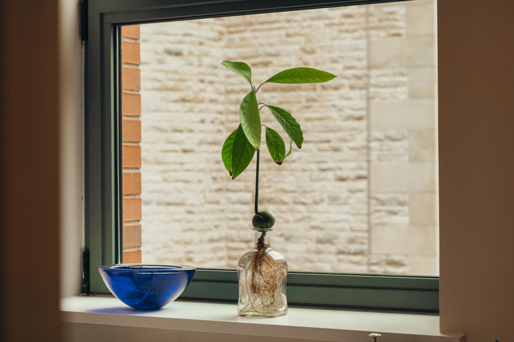 avocado tree in a glass bottle, hydroponic avocado tree