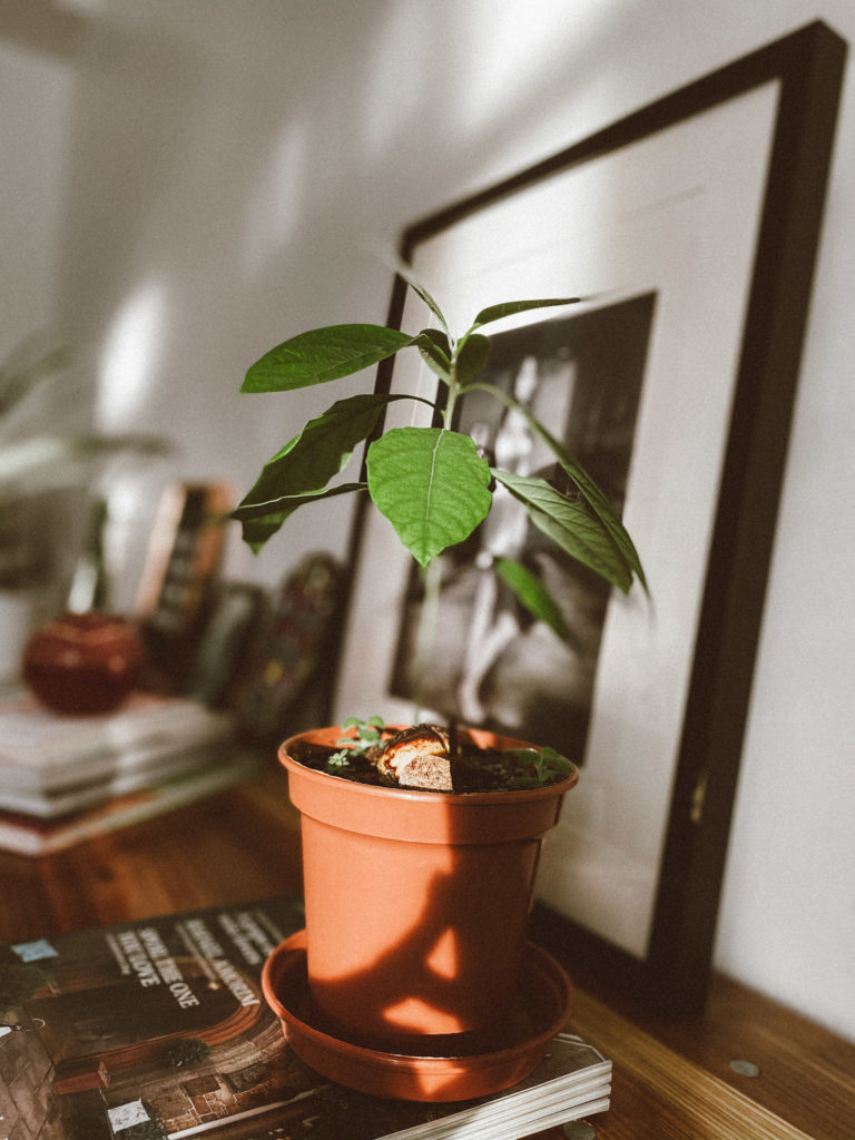 A-Step-by-Step-Guide-to-Growing-Avocado-Trees-from-Seeds-at-Home
