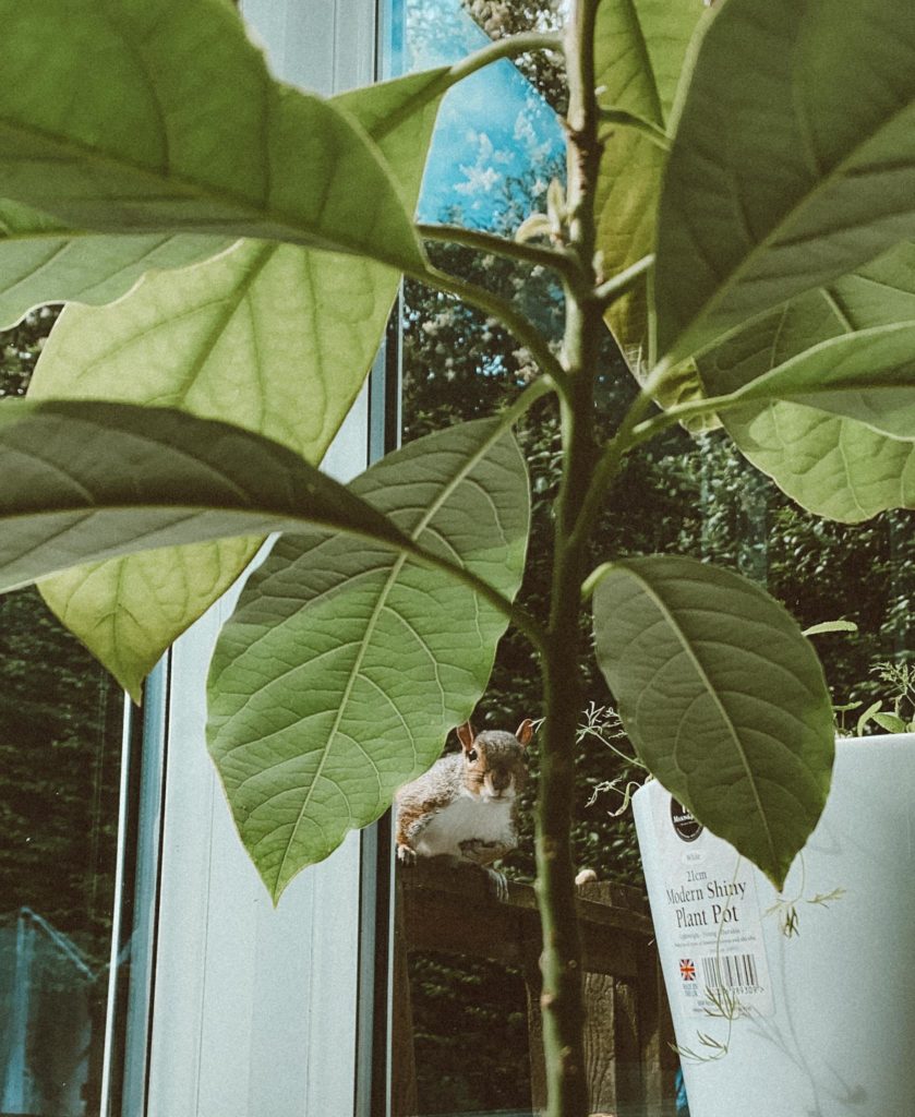 Avocado Tree with squirrel