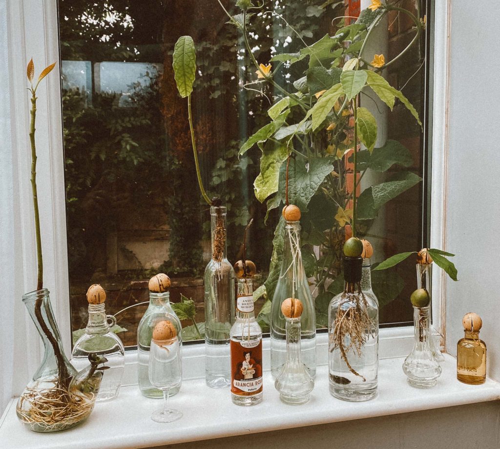 avocado tree nursery